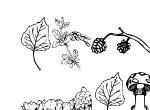Anteprima immagine