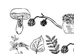 Anteprima immagine