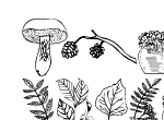 Anteprima immagine