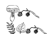 Anteprima immagine