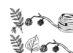 Anteprima immagine