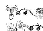 Anteprima immagine