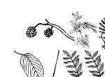 Anteprima immagine