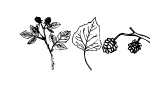 Anteprima immagine