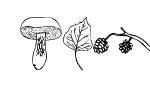 Anteprima immagine