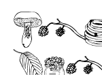 Anteprima immagine