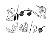 Anteprima immagine
