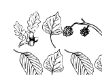 Anteprima immagine