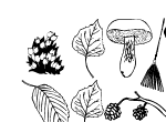 Anteprima immagine