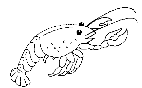 Disegno 1 Crostacei