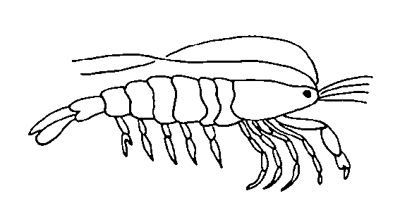 Disegno 6 Crostacei