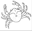 Disegno 11 Crostacei