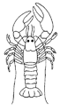 Disegno 8 Crostacei