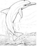 Disegno 21 Delfini