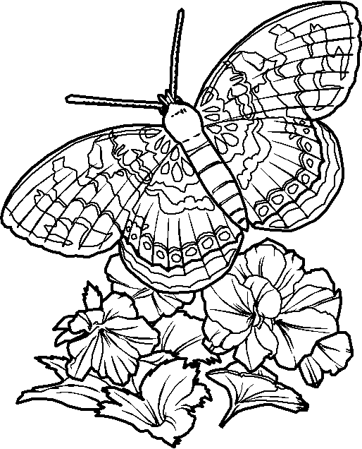 Disegno 11 Farfalle