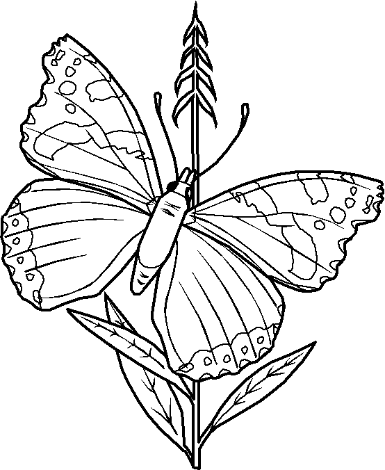 Disegno 13 Farfalle