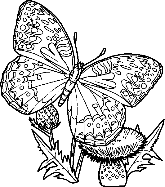 Disegno 15 Farfalle