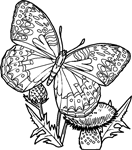 Disegno 15 Farfalle