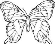 Disegno 46 Farfalle
