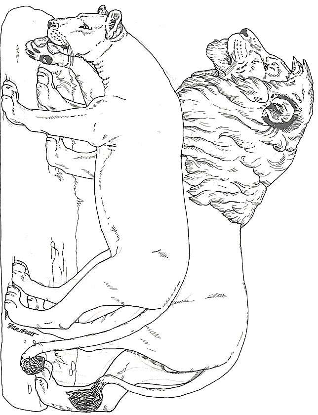 Disegno 8 Felini tigri leoni