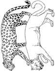 Disegno 12 Felini tigri leoni