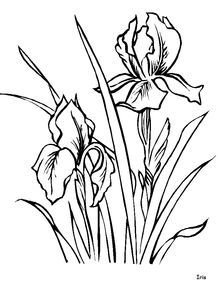 Disegno 120 Fiori