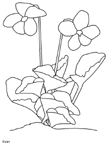 Disegno 75 Fiori