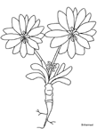 Disegno 85 Fiori