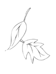 Disegno 24 Foglie