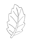 Disegno 33 Foglie