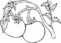 Disegno 53 Frutta e verdura