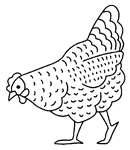 Disegno 2 Galline