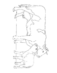 Disegno 38 Mucche