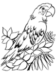 Disegno 4 Pappagalli