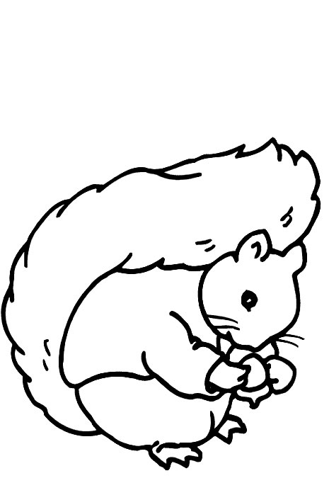 Disegno 18 Scoiattolo