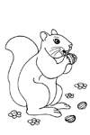 Disegno 15 Scoiattolo