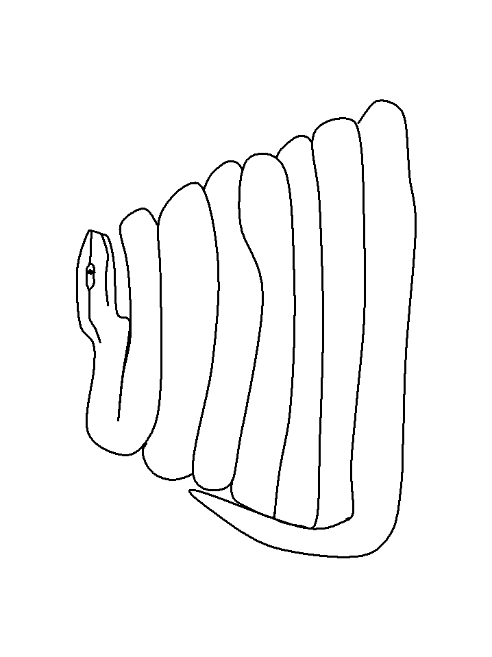 Disegno 24 Serpenti