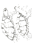 Disegno 43 Tartarughe