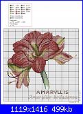 Fiori, fiori, fiori - schemi e link-amaryllis-belladonna-jpg
