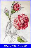 Rose, Roses, Rosas, Rosen - schemi e link-100952-460be-156654-jpg