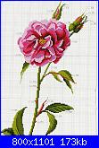 Rose, Roses, Rosas, Rosen - schemi e link-85782-7244f-2001150-jpg