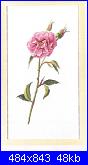 Rose, Roses, Rosas, Rosen - schemi e link-85782-3acdb-2001150-jpg