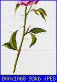 Rose, Roses, Rosas, Rosen - schemi e link-85782-05659-2001149-jpg
