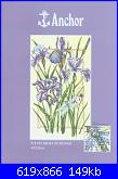 Iris*( Vedi FIORI ) - schemi e link-pce935-irises-bloom-anchor-jpg