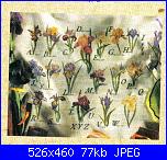 Iris*( Vedi FIORI ) - schemi e link-abc-iris-1-jpg