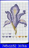 Iris*( Vedi FIORI ) - schemi e link-iris-jpg