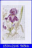 Iris*( Vedi FIORI ) - schemi e link-dfea-28-035-jpg