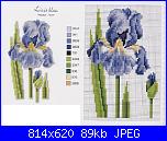 Iris*( Vedi FIORI ) - schemi e link-n-jpg