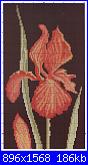 Iris*( Vedi FIORI ) - schemi e link-t-2-jpg