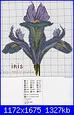 Iris*( Vedi FIORI ) - schemi e link-iris-pdc66_2-jpg